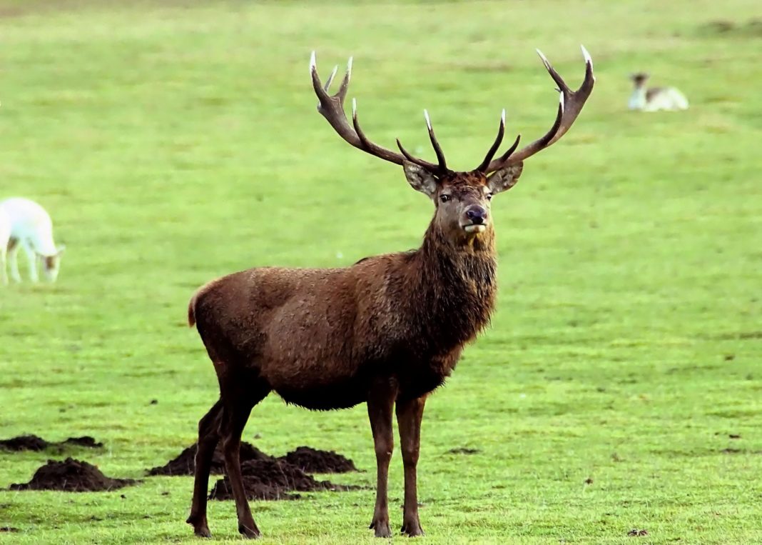 Brame du cerf  les meilleurs endroits de la région pour en profiter