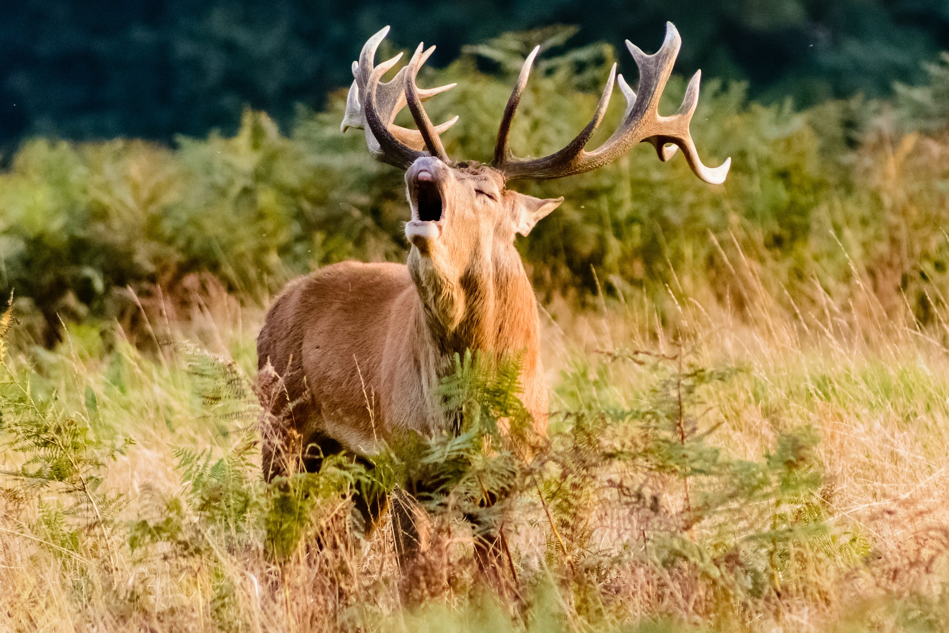 Cerf : La saison du brame est ouverte - Terres et Territoires